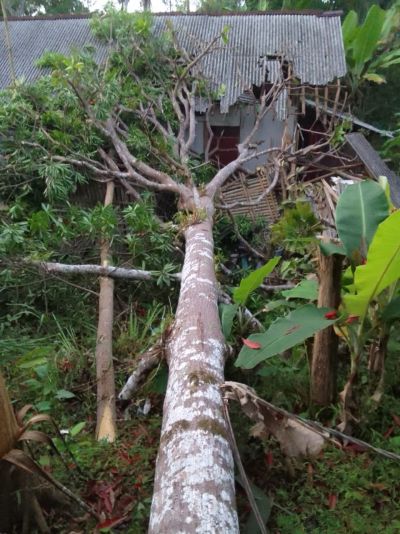 Musibah Pohon Tumbang